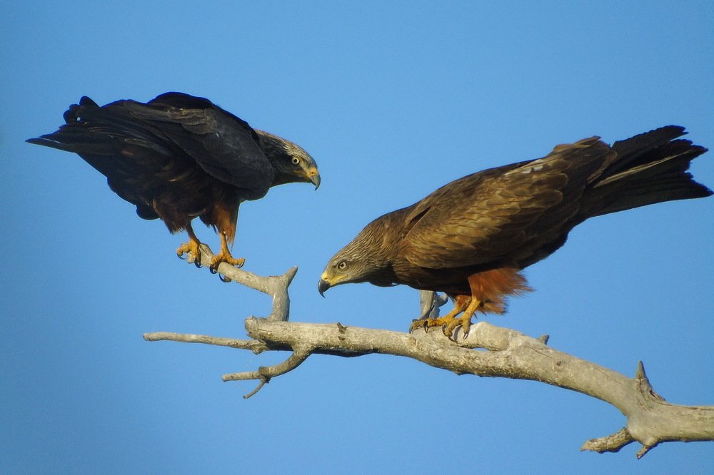 Чета коршунов