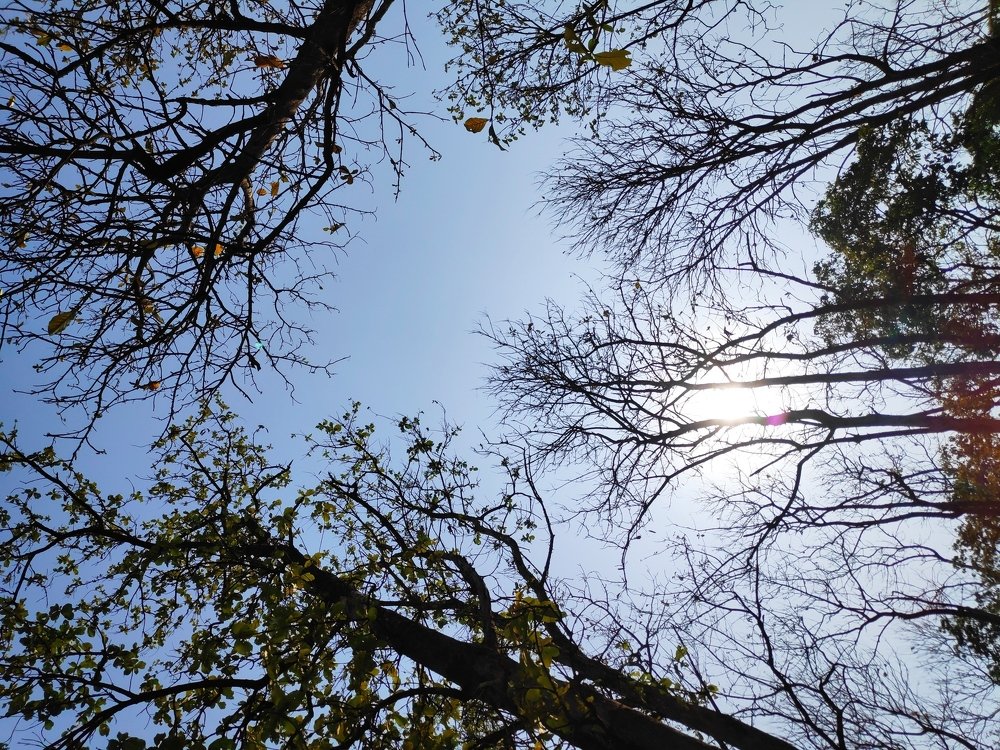 Shades of tree beauty