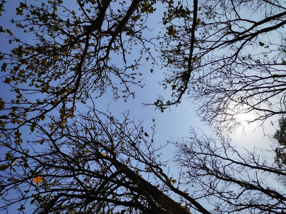 sun shading the tree when sun rising up