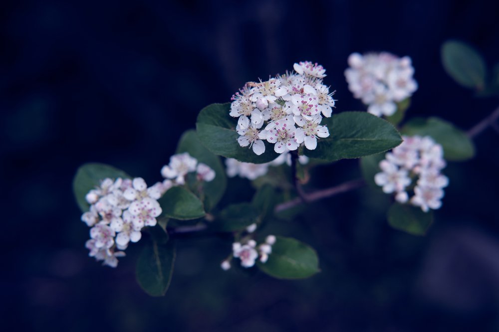 Черноплодная рябина на закате