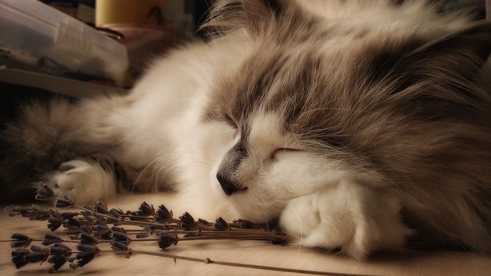 Photograph by Алексей и Юлия Дарьины