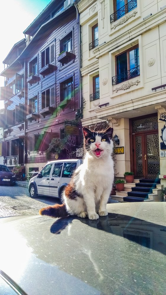 Там, где живут кошки..