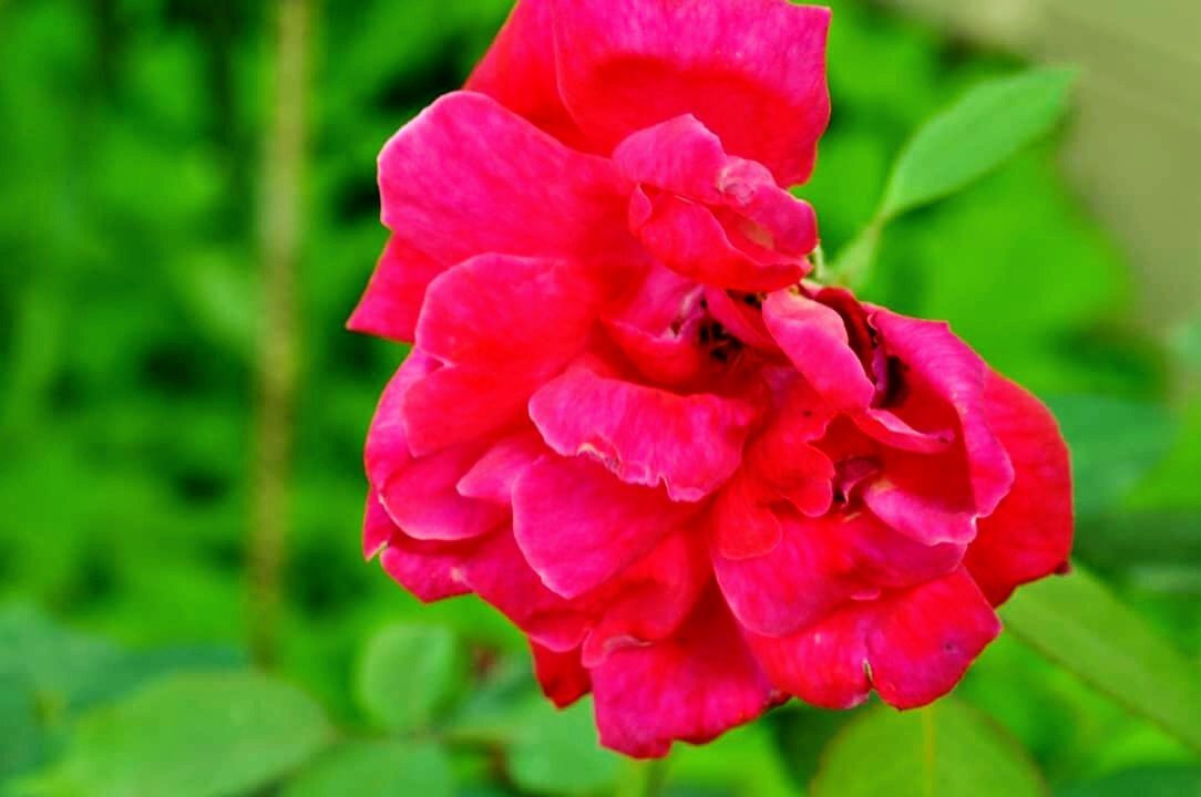 Rose is beautiful real beauty