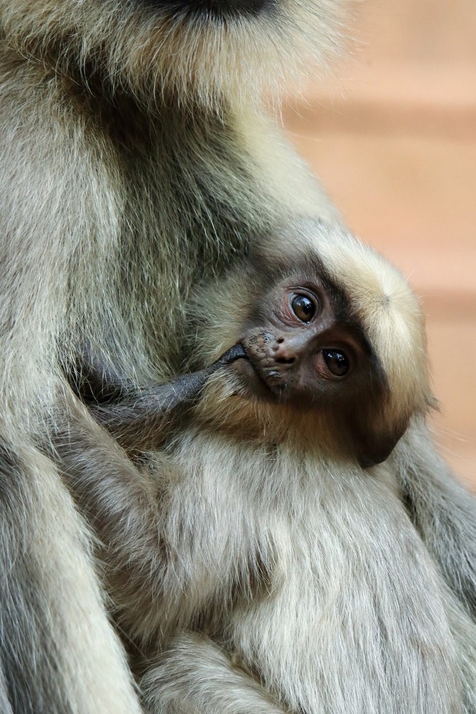 Langur and her baby
