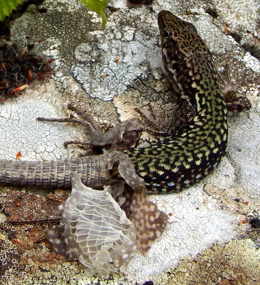 Переодевается