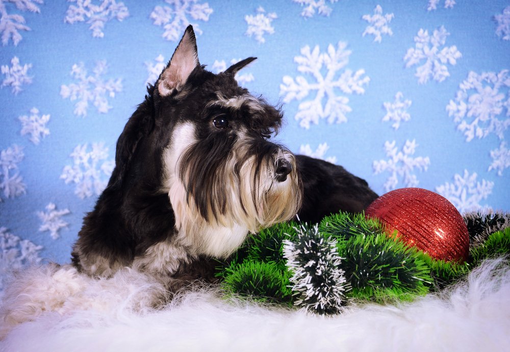 Новогодние мотивы