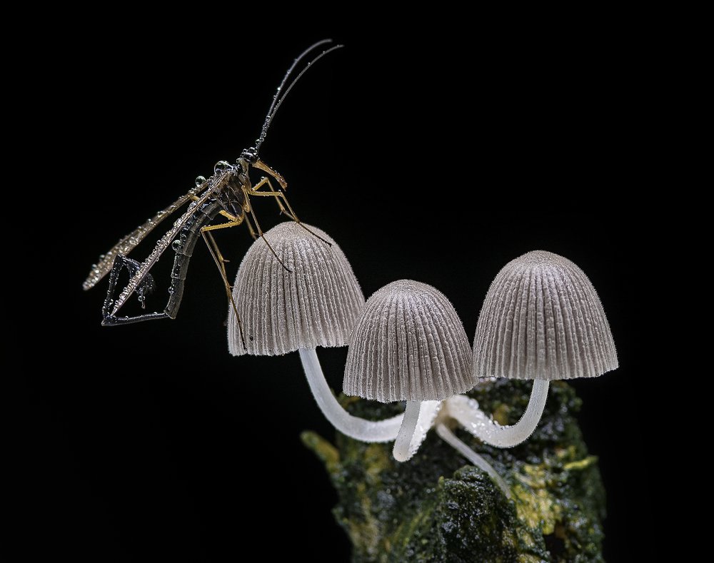Scorpionfly on top of mushrooms