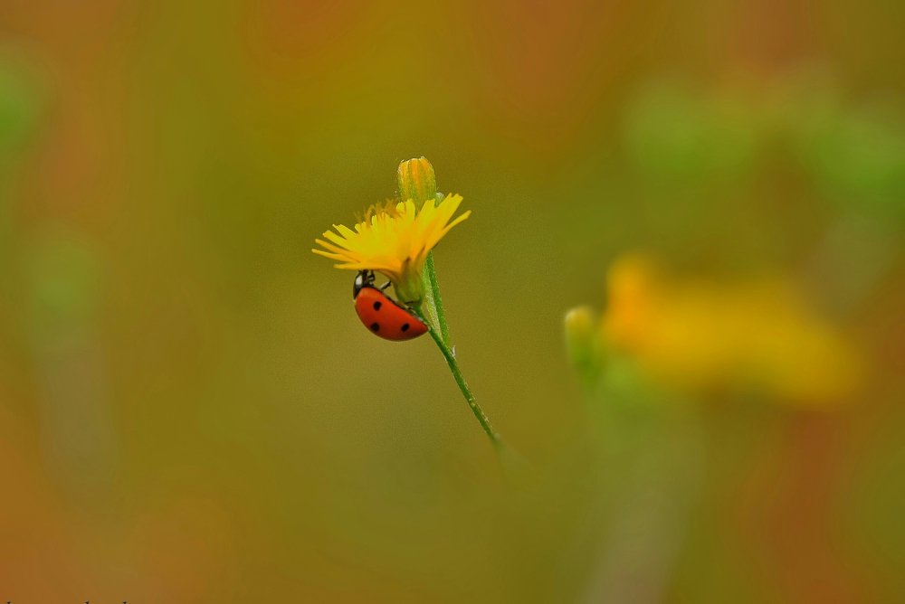 ladybird