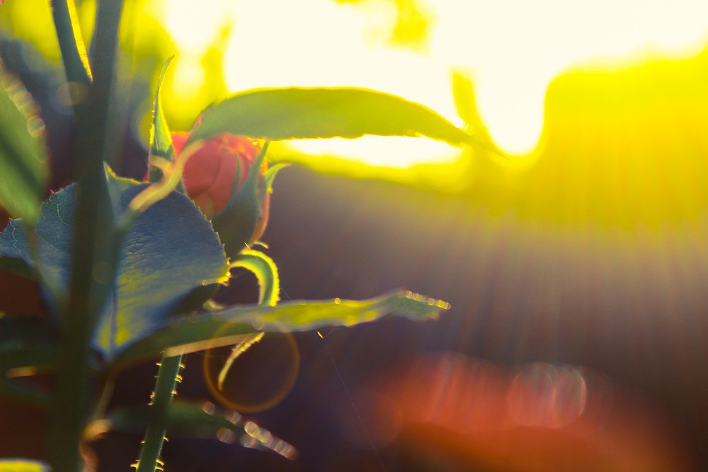 Rose in sunlight