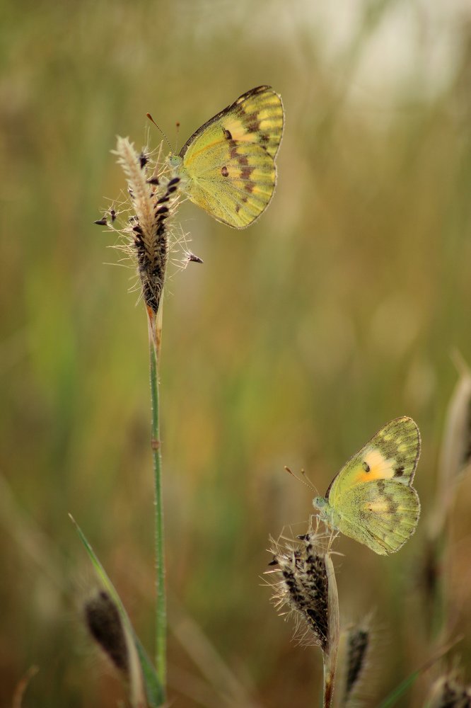 2 beautiful butterflies
