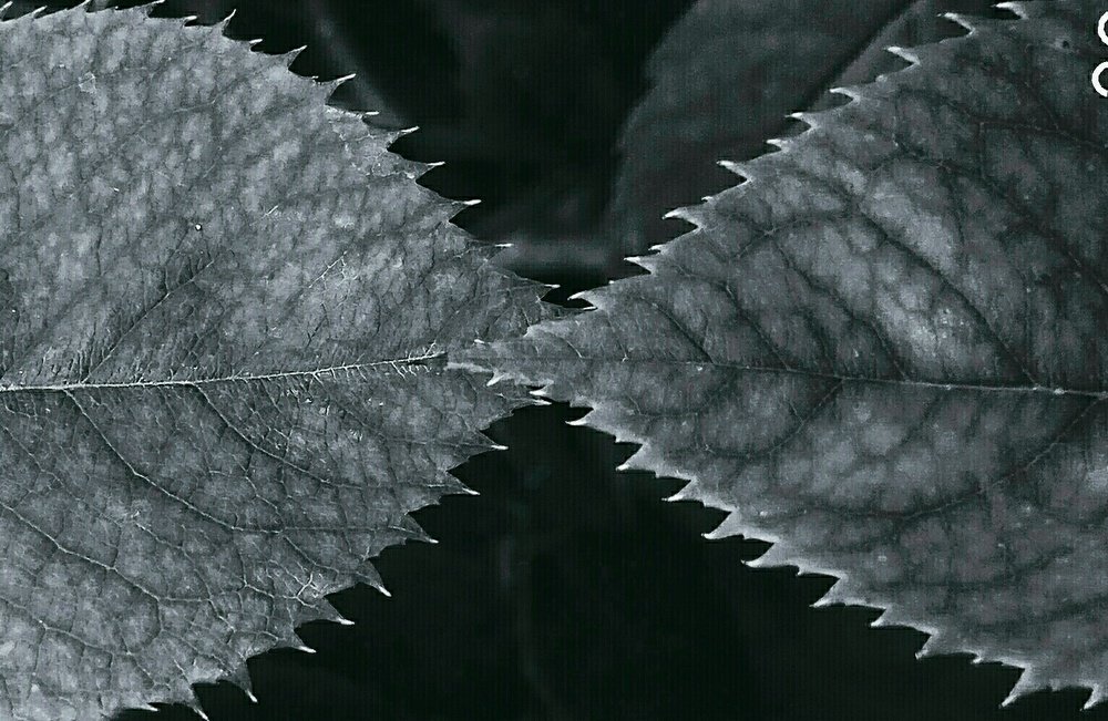 Фотография автора Vusale Zeynalova