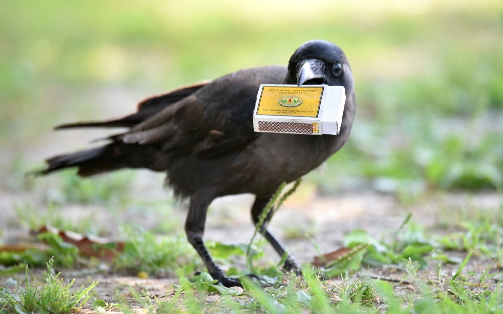 LIMPANDO A SUJEIRA DOS HUMANOS