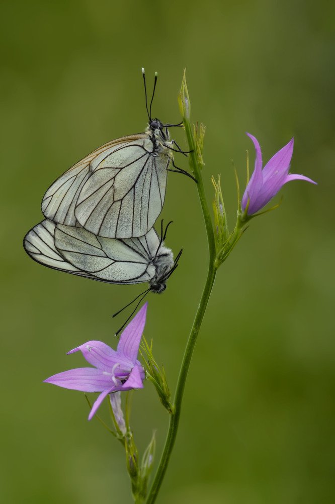 Black-Veined White