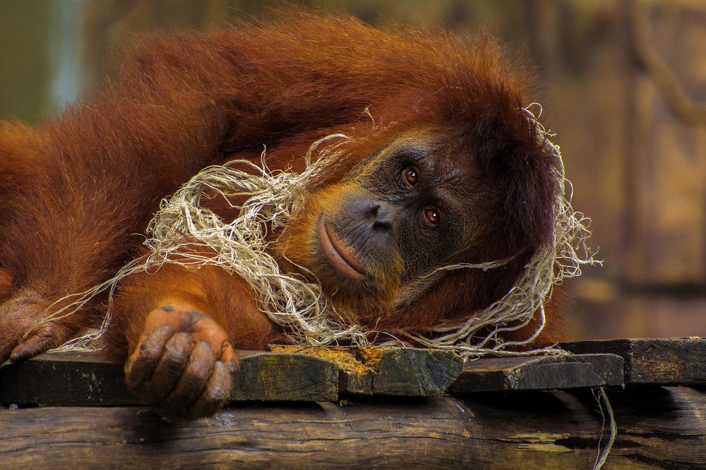 The male Orang utan:
