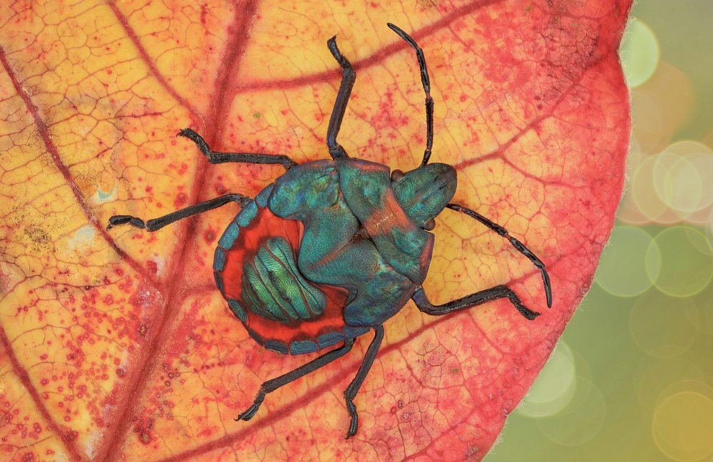 Bug tectocoris diophthalmus