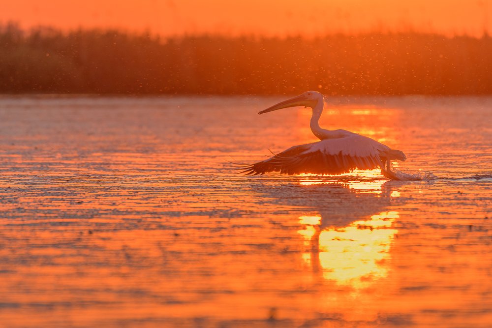 Great white pelican