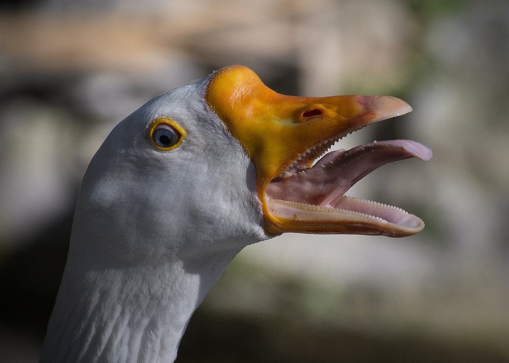 White Goose Portrait