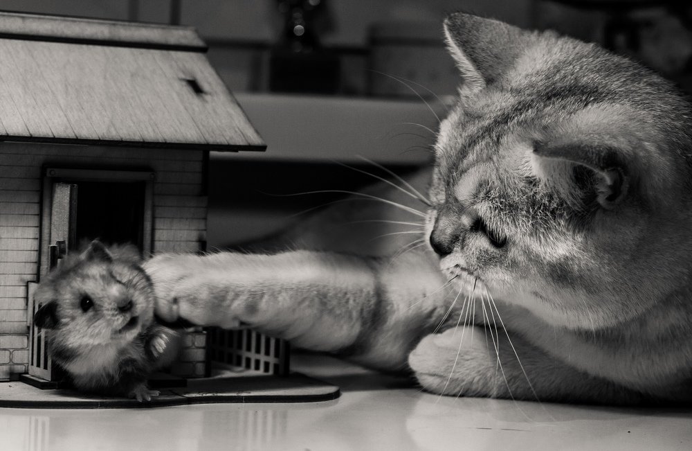 Март и Сима