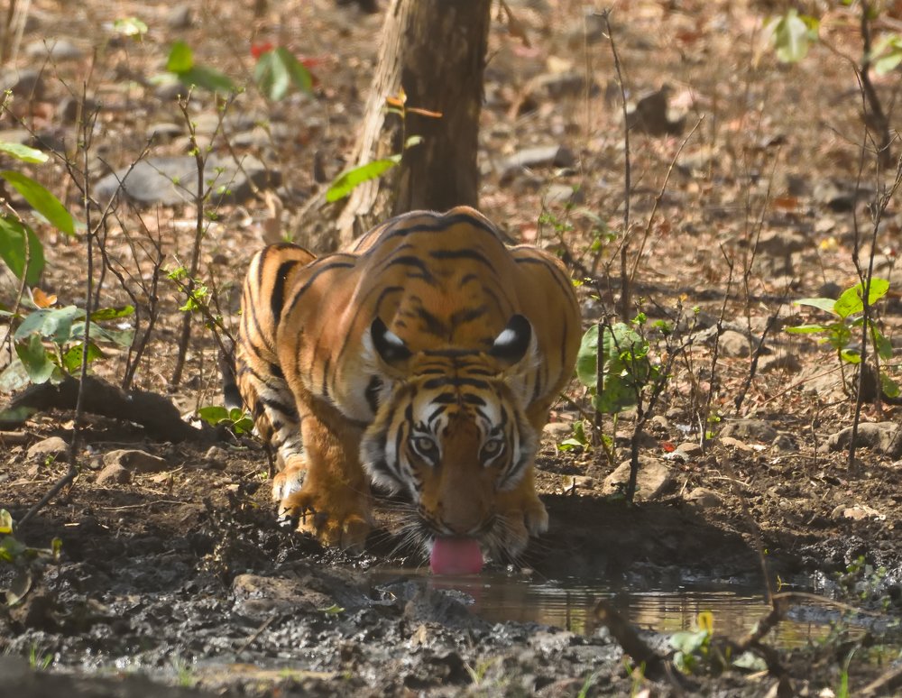 Tiger drinking water