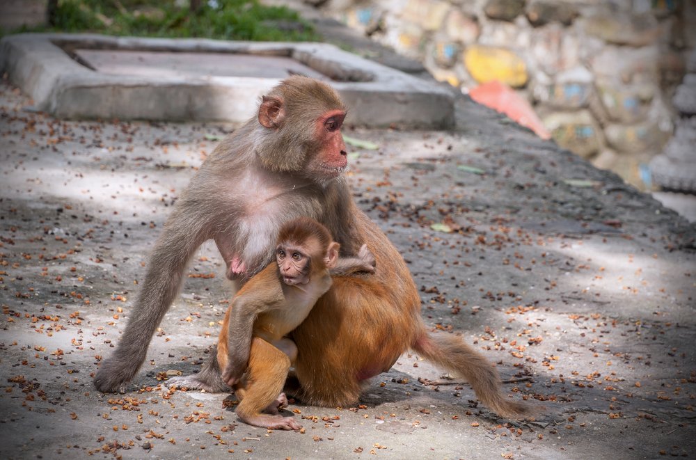 Обезьянки...
