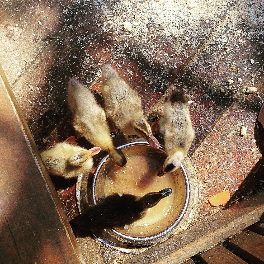 Photograph by Ксения Толканова