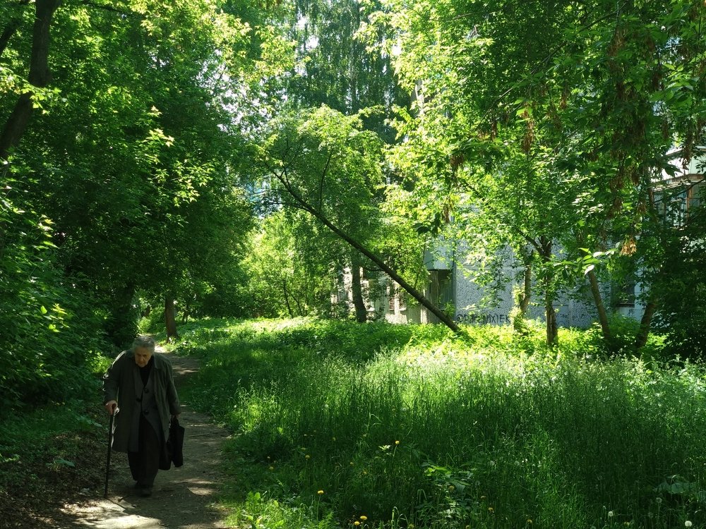 In a Stone Jungle woods