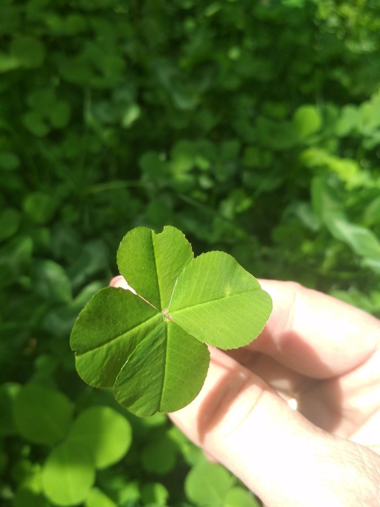 Удача в руках/lucky Clover