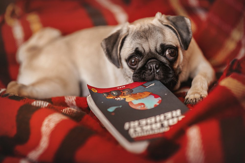 Photograph by Elena Yilmaz