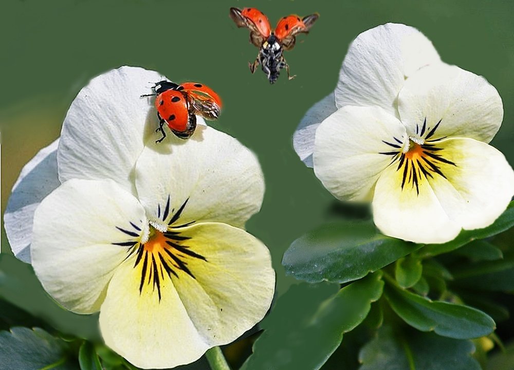 Buba mare na prolecnom cvecu