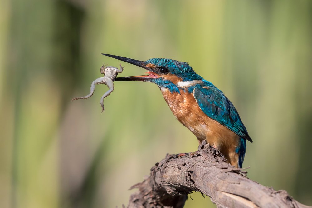 Обыкновенный зимородок
