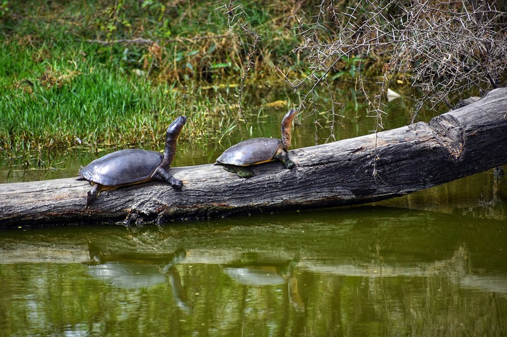 Turtles in Pond- Reflection