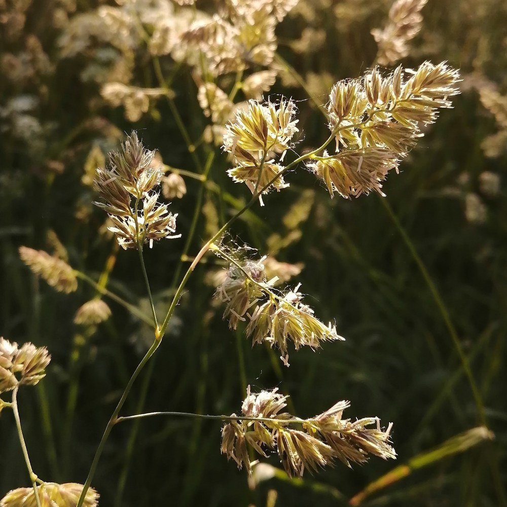 Flowering grass / цветущие травы