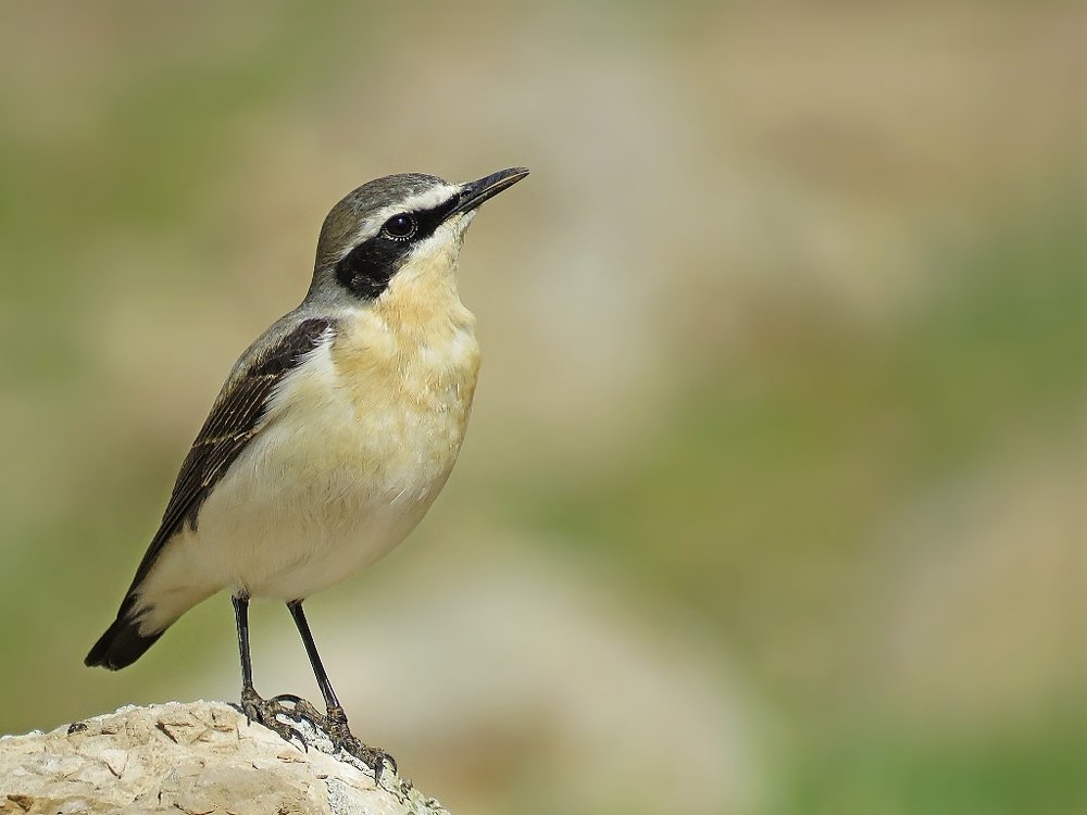 Photograph by Behzad Azimi