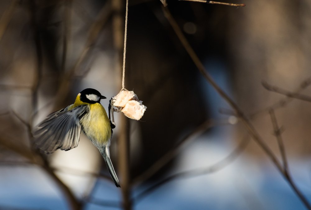 Photograph by Мария Щедрина