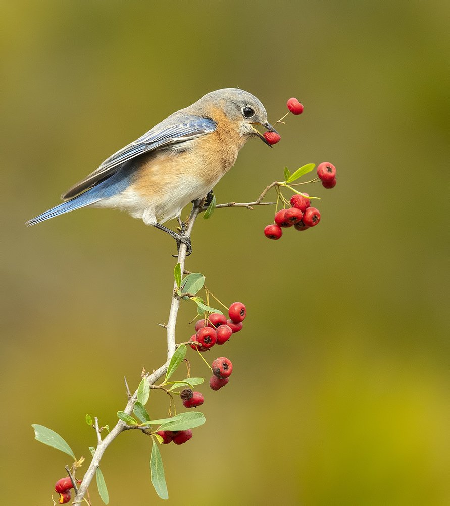 Восточная сиалия (самка) - Eastern Bluebird female