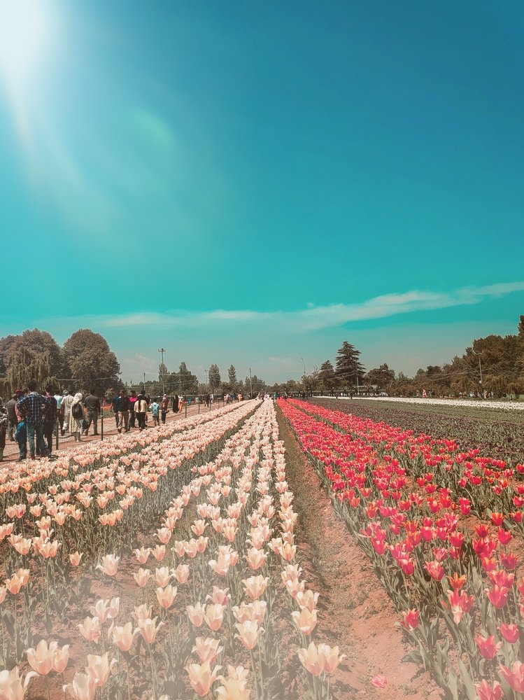 In this picture Tulip garden