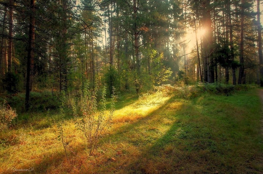 Солнце в лесу.
