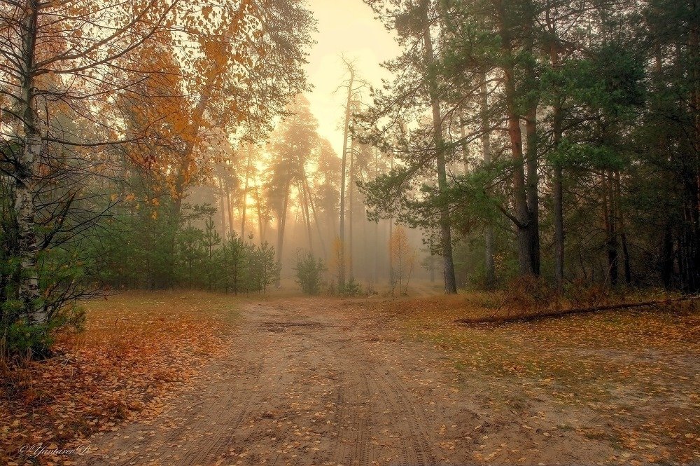 Доброе утро туманный лес.