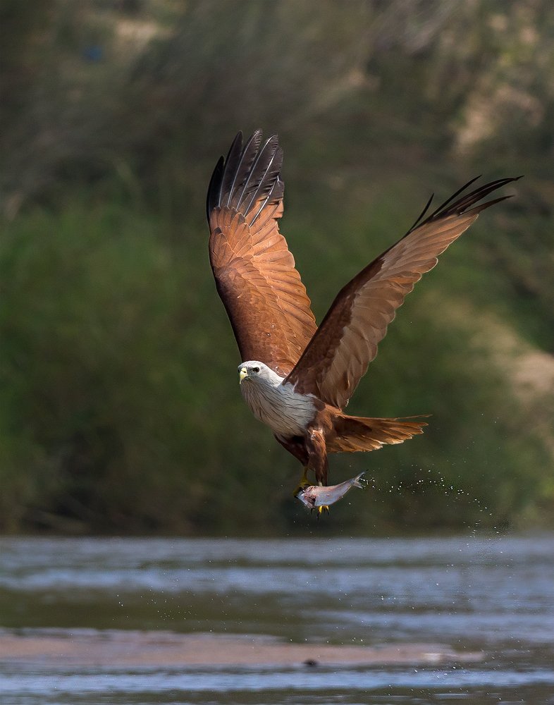 Brahminy kite catch