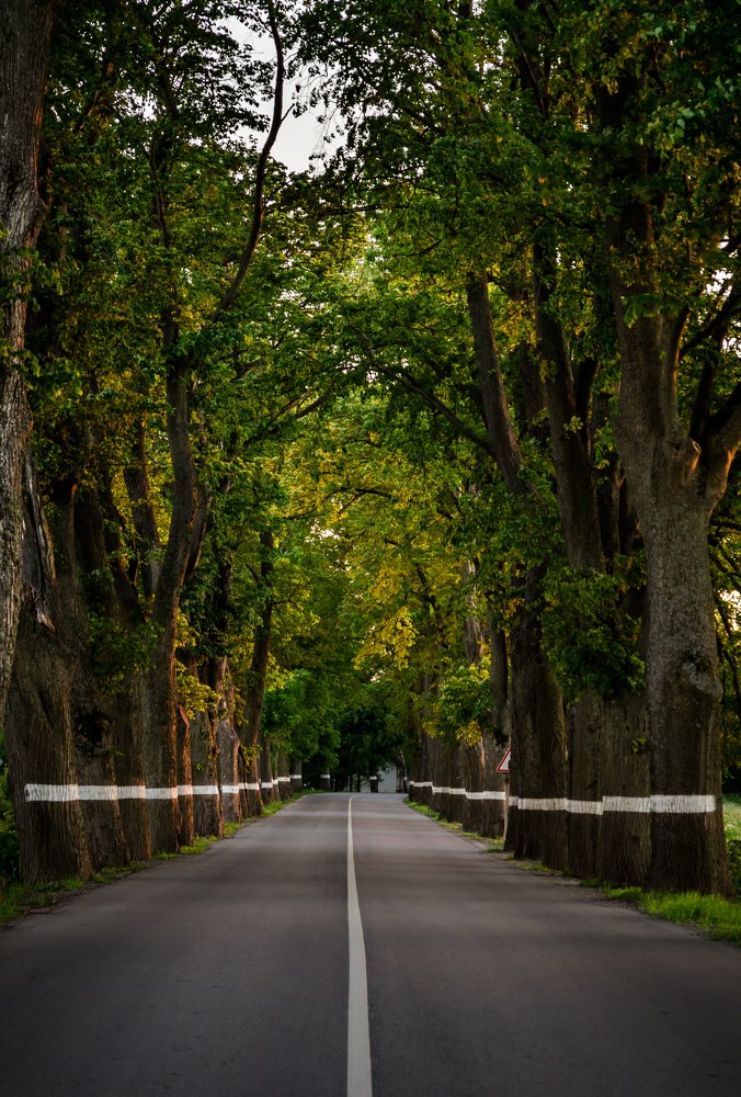 Придорожная аллея