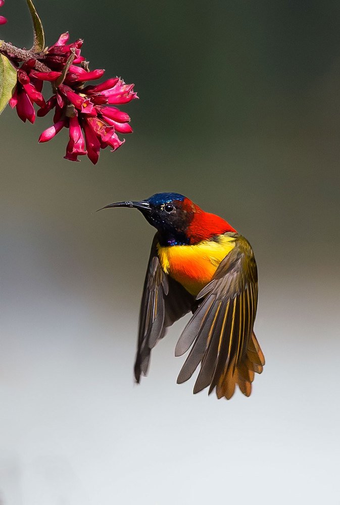 Fire-tailed Sunbird (Aethopyga ignicauda)