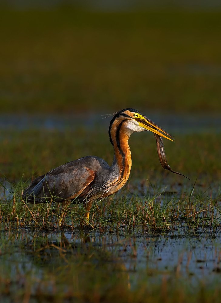 Purple Heron (Ardea purpurea) with Catch