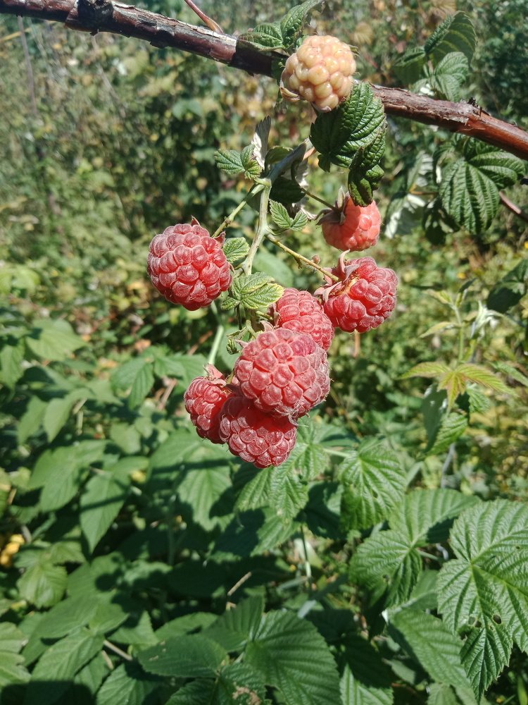 Малина