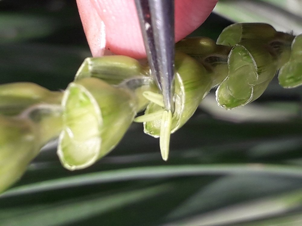 Удаление пыльников у пшеницы - кастрация