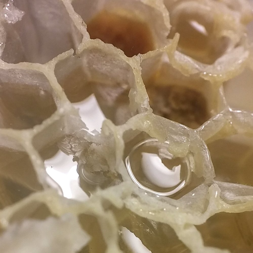 Honeycomb