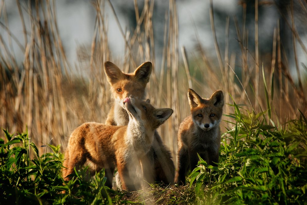 Лисья нежность