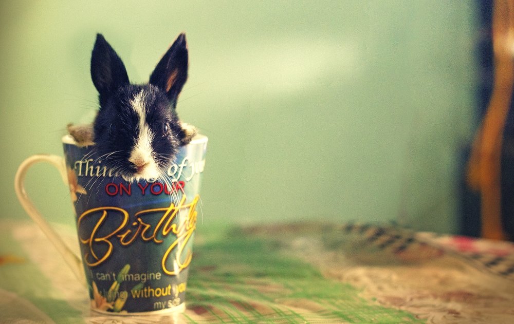 Rabbit in the cup