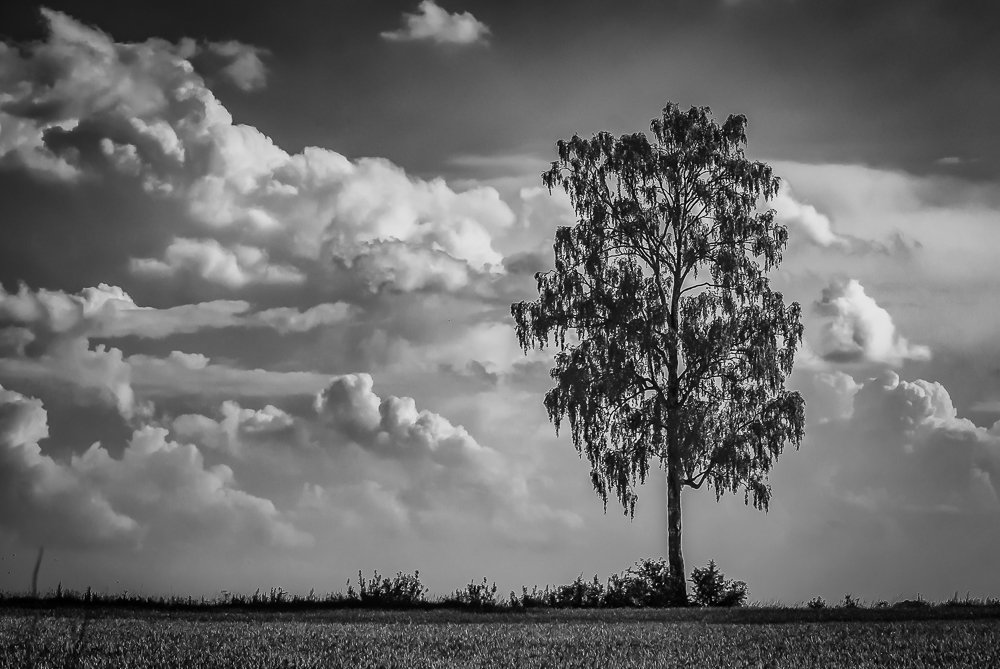 Birch