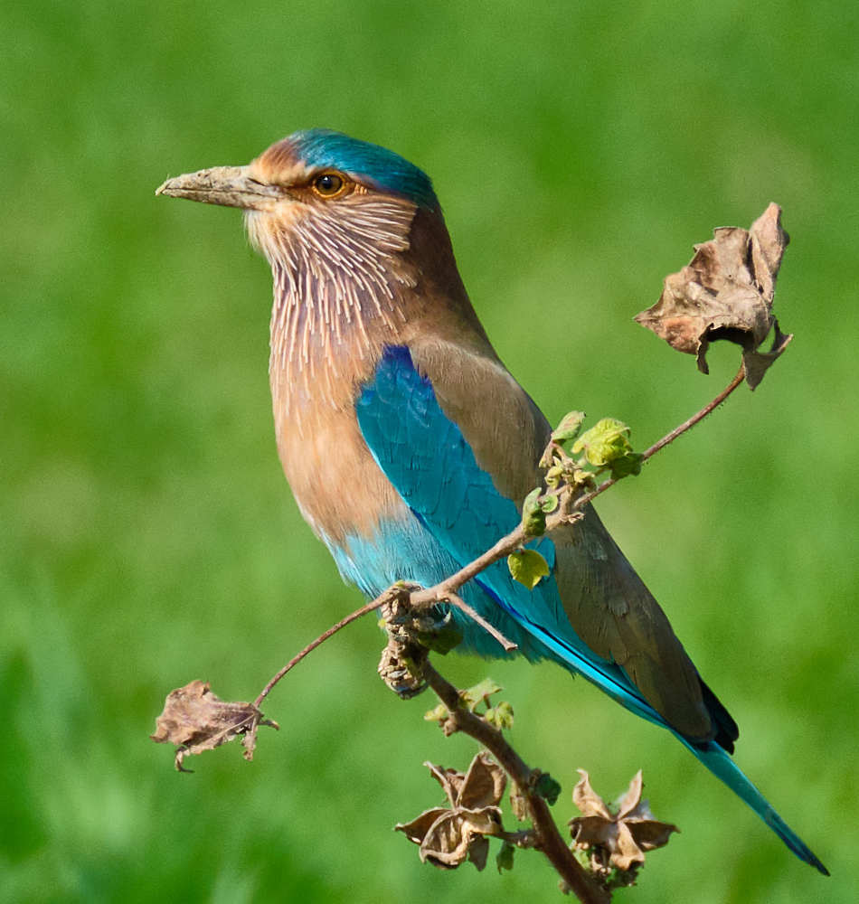 Indian roller