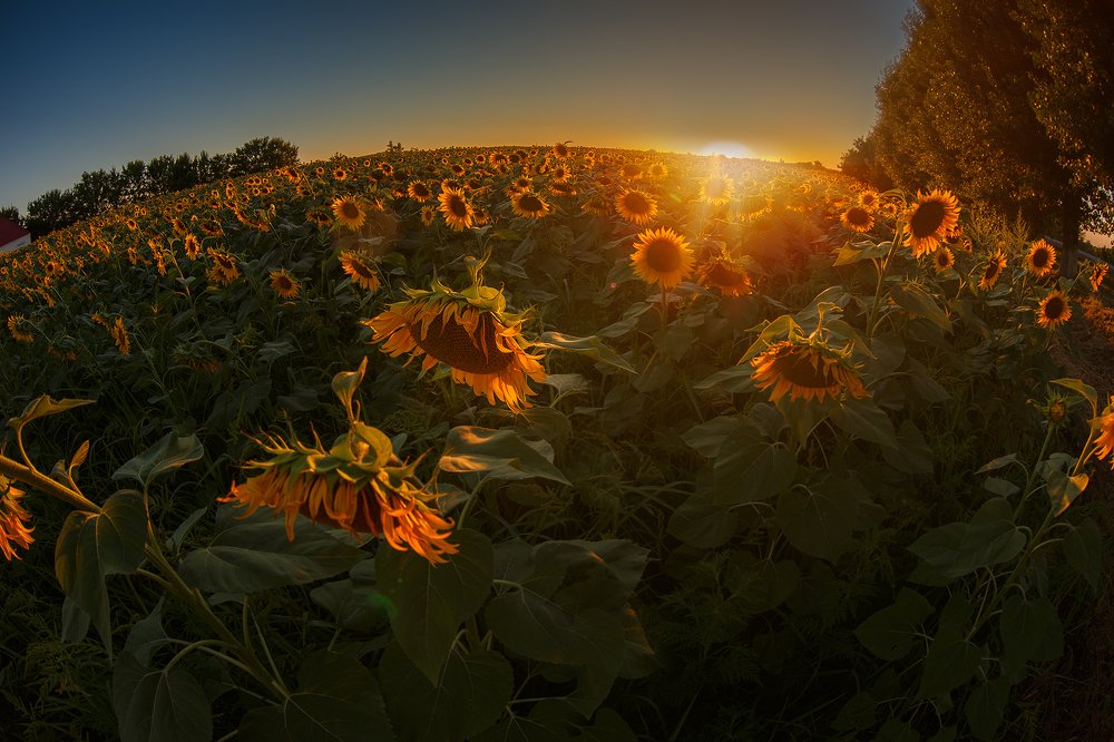 Вновь закат разметался пожаром — это ангел на Божьем дворе жжет охапку дневных наших жалоб. А ночные он жжет на заре. Игорь Губерман